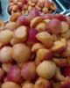 Mi chiamo Albicocca - La Marmellata